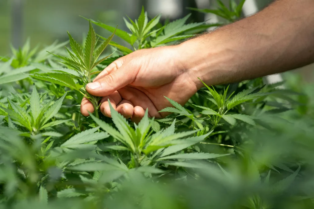 Taima Growth Becomes Spain’s Fourth AEMPS-Licensed Medical Cannabis Cultivator