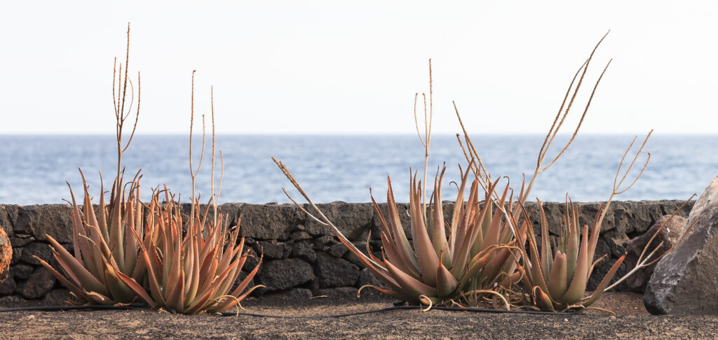 Cannabis Social Club Puerto del Carmen & Costa Teguise: A Visitor’s Guide